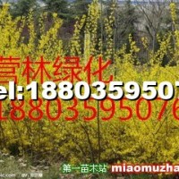 供應(yīng)山西10-15公分連翹小苗價(jià)格