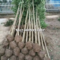 3公分大葉女貞