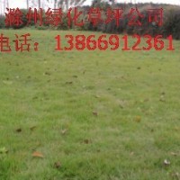 馬尼拉草坪