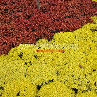 國慶菊