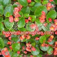 海棠花