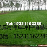 早熟禾草坪
