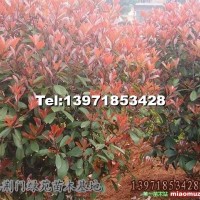 紅葉石楠球