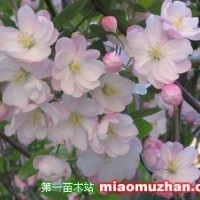 八棱海棠樹