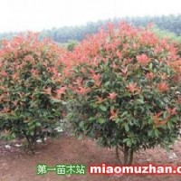 紅葉石楠球