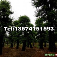 榆樹