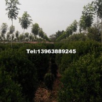大葉黃楊球