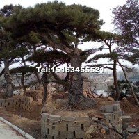 大型景觀松