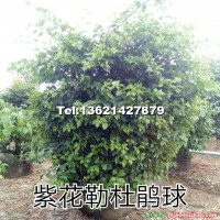 勒杜鵑球