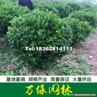 大葉黃楊球