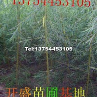 金絲垂柳小苗