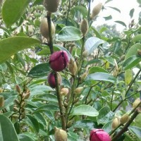 紫含笑花