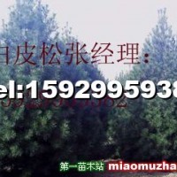 白皮松