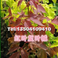 紅葉復葉槭小苗