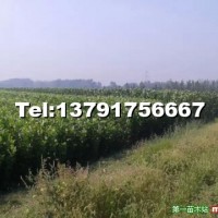 法桐小苗
