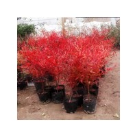 紅天竹