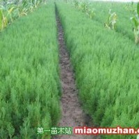 側柏苗