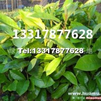 亮葉木蓮