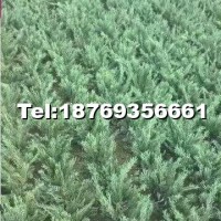 龍柏床苗