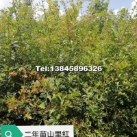 山里紅二年苗