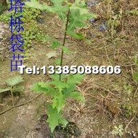 娜塔櫟袋苗