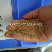 早熟禾種子