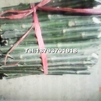 新疆楊