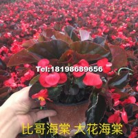 比哥海棠花