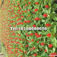 雞冠花
