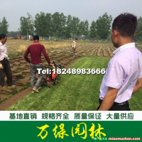 高羊茅草坪