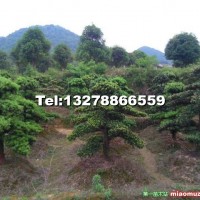 造型羅漢松