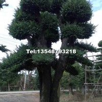造型榆樹