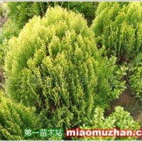 灑金柏
