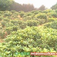 海桐球