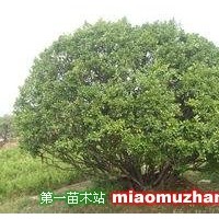 冬青球