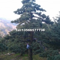 造型五針松