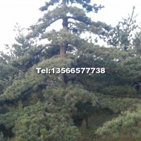 造型五針?biāo)?/></a>
<div><a href=