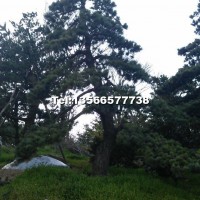 造型五針?biāo)?/></a>
<div><a href=