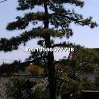 造型五針?biāo)?/></a>
<div><a href=