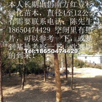 南方紅豆杉