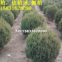 檜柏球