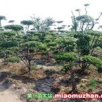 叢生女貞造型