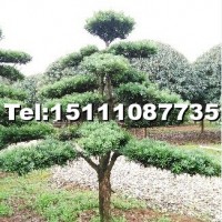 造型羅漢松