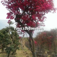 自然形紅花三角梅