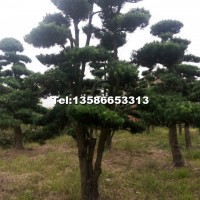 造型羅漢松