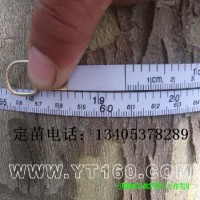 19公分法桐