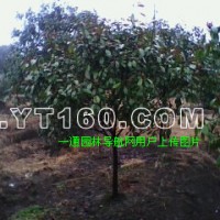高桿紅葉石楠