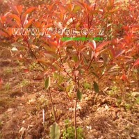 紅葉石楠球