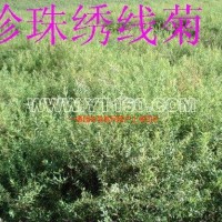 珍珠繡線菊