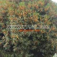 精品桂花